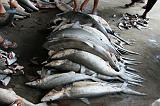 IMG_4131 mercato del pesce Al-Hudayda